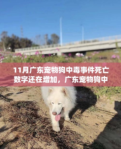 廣東寵物狗中毒事件持續(xù)發(fā)酵，死亡數(shù)字增加，深度分析與個人觀點觀察
