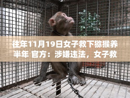 女子救助獼猴半年后面臨法律困境，動(dòng)物救助行為與法律邊界的探討