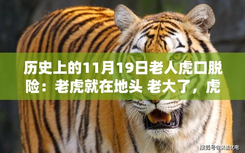 揭秘，歷史上11月19日老人虎口余生與生死對(duì)決的傳奇故事
