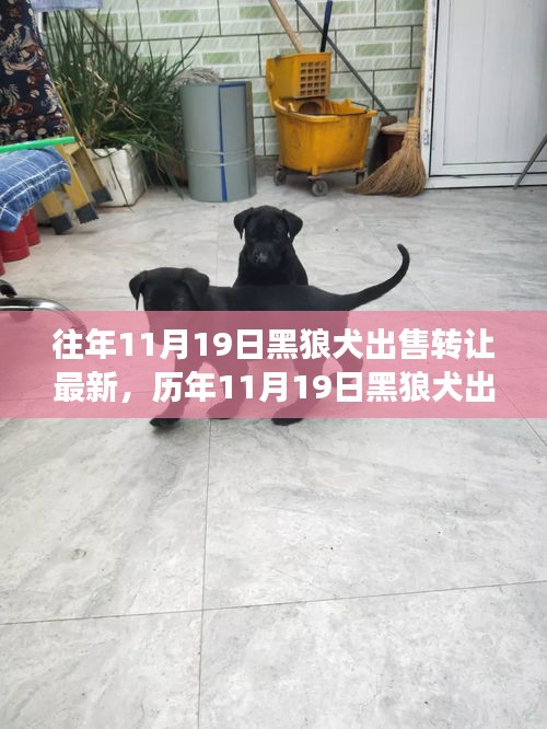 深度解析，歷年11月19日黑狼犬出售轉(zhuǎn)讓現(xiàn)象，某觀點立場與理由探討