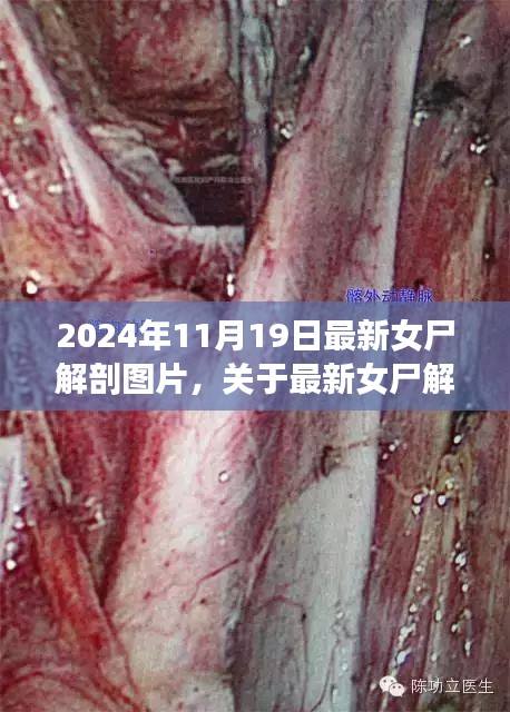 最新女尸解剖圖片探討，倫理與學(xué)術(shù)視角