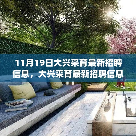 大興采育最新招聘信息發(fā)布，職場人的福音降臨（11月19日版）