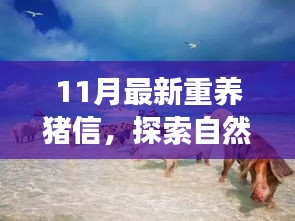 重養(yǎng)豬信，與自然美景的奇妙冒險(xiǎn)之旅