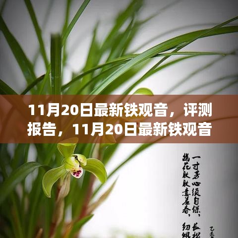 11月20日鐵觀音深度評(píng)測(cè)報(bào)告，品質(zhì)、體驗(yàn)與市場(chǎng)對(duì)比解析