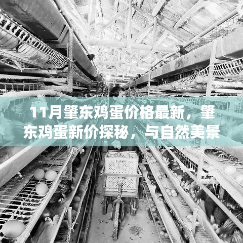 肇東雞蛋最新價(jià)格揭秘，自然美景與心靈平和之旅的雙重探尋