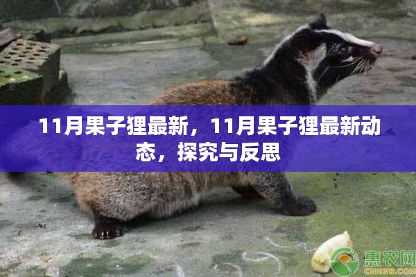 探究與反思，最新動(dòng)態(tài)下的果子貍生存狀況觀察（11月最新資訊）