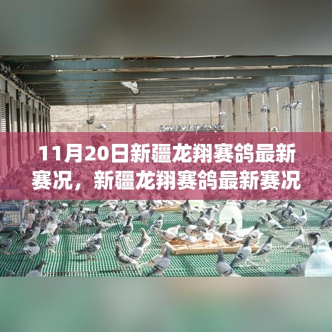 新疆龍翔賽鴿翱翔藍天，最新賽況與學習變化的力量與自信