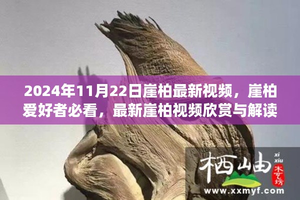 2024年崖柏最新視頻欣賞與解讀，獨家呈現(xiàn)，崖柏愛好者必看