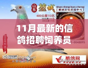 11月最新信鴿飼養(yǎng)員招聘，人才匹配與職業(yè)發(fā)展多維度探討