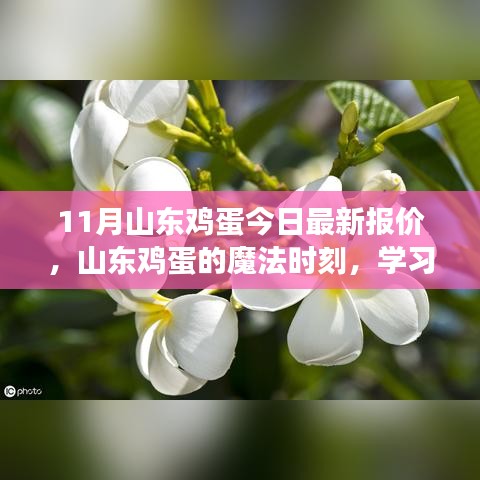 山東雞蛋最新報(bào)價(jià)，點(diǎn)亮希望之光，成就夢(mèng)想之路