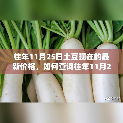 往年11月25日土豆價(jià)格查詢指南，如何獲取詳細(xì)價(jià)格及查詢步驟