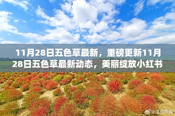 11月28日五色草最新動(dòng)態(tài)，美麗綻放小紅書，重磅更新揭秘