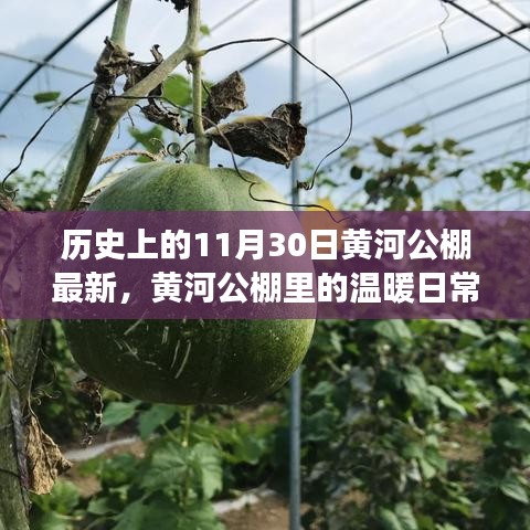 黃河公棚，溫暖日常與趣事情感紐帶的記錄——11月30日最新篇章