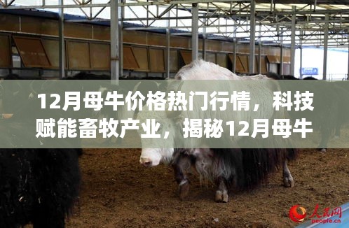 揭秘科技賦能畜牧產(chǎn)業(yè)，12月母牛價(jià)格行情智能分析系統(tǒng)前沿功能與體驗(yàn)報(bào)告