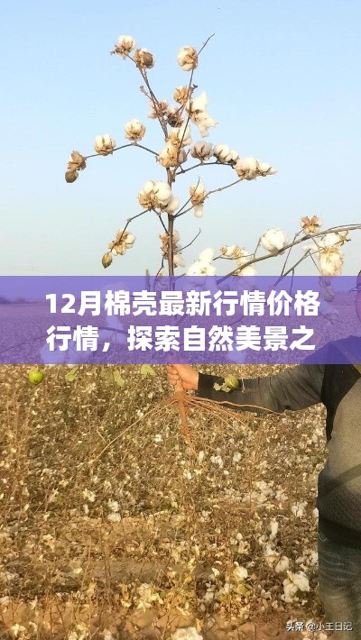 12月棉殼最新行情與心靈滌蕩的自然美景探索之旅