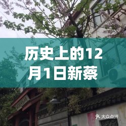 探秘新蔡檀香園，巷弄深處的獨特風情，揭秘十二月最新動態(tài)