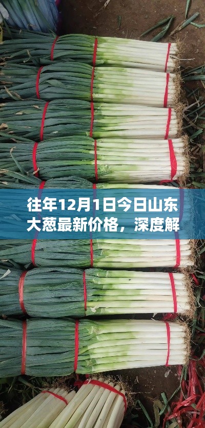 深度解析，山東大蔥歷年12月1日最新價格及市場表現(xiàn)概覽