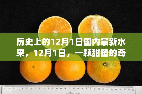 暖心故事，甜橙奇遇記——紀(jì)念歷史上的12月1日國內(nèi)最新水果