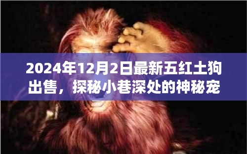 最新五紅土狗出售紀實，探秘神秘寵緣，尋找獨一無二的紅土狗樂園