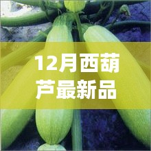 12月西葫蘆新品全面解析，特性、使用體驗與目標(biāo)用戶分析