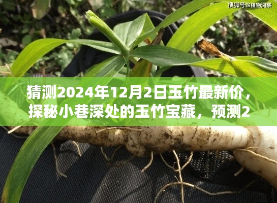 探秘小巷深處的玉竹寶藏，預測2024年12月最新行情與玉竹價格展望
