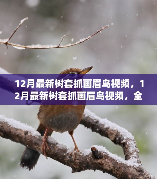 最新樹(shù)套抓畫(huà)眉鳥(niǎo)視頻，全面評(píng)測(cè)與介紹指南