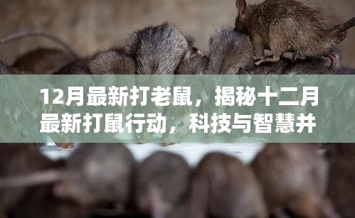 揭秘十二月最新科技智慧打鼠行動，科技與智慧并行的滅鼠革命
