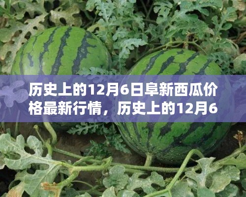 歷史上的阜新西瓜價(jià)格深度解析，最新行情回顧與深度解析（12月6日）