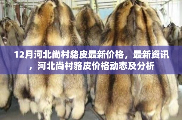 河北尚村貉皮最新價(jià)格動(dòng)態(tài)及分析，12月最新資訊與價(jià)格分析
