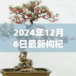 時代背景下的藝術(shù)瑰寶，最新枸杞盆景圖片大全 2024年精選
