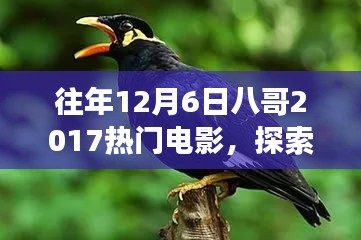 八哥帶你探索熱門電影與自然美景，找回內(nèi)心的平靜與喜悅之旅