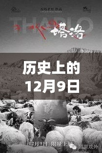 十二月九日清穿終章，探尋歷史魅力與清穿小說完結(jié)新篇章