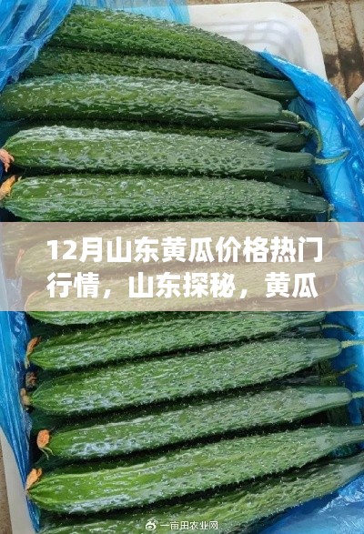 揭秘山東黃瓜行情，探尋心靈寧靜之旅的熱門黃瓜價格解析