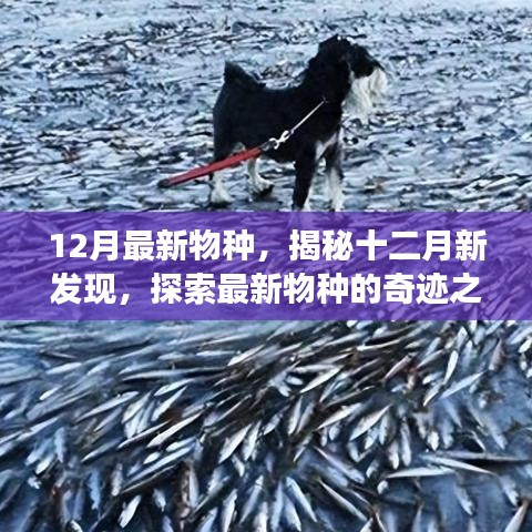 揭秘十二月新物種，探索最新發(fā)現(xiàn)的奇跡之旅