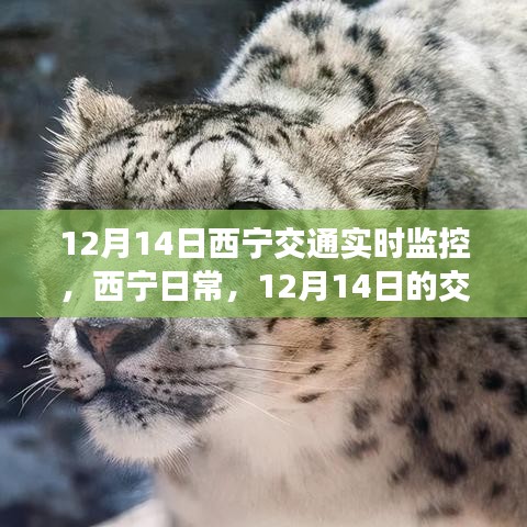 12月14日西寧交通實(shí)時(shí)觀察，日常奇遇與暖心陪伴的時(shí)刻