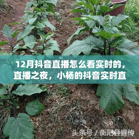 12月抖音直播實時觀看指南，小楊的暖心直播之旅與陪伴時刻