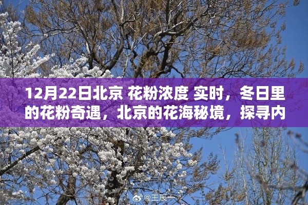 冬日北京花粉濃度實時探秘，探尋花海秘境中的內(nèi)心寧靜與和諧