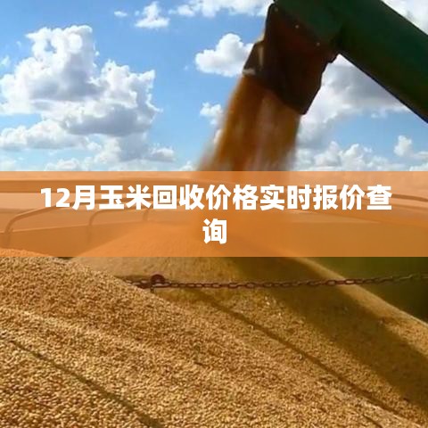 玉米回收價(jià)格實(shí)時(shí)更新，最新報(bào)價(jià)查詢