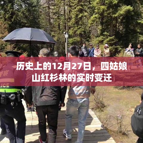 四姑娘山紅杉林實(shí)時(shí)變遷，歷史視角下的十二月二十七日觀察