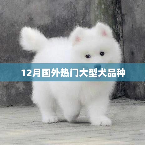 12月國(guó)外熱門大型犬品種盤點(diǎn)