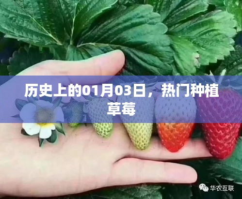 草莓種植歷史中的這一天，熱門(mén)草莓種植日紀(jì)念