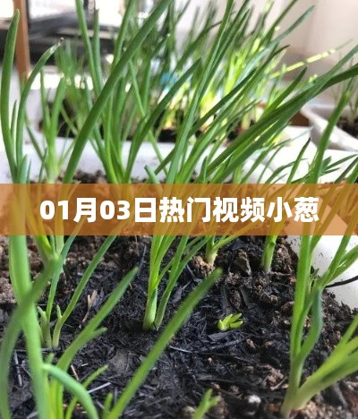 熱門視頻小蔥，最新流行趨勢一網(wǎng)打盡！