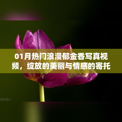 熱門郁金香寫真視頻，綻放美麗與情感寄托