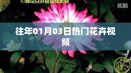 精選花卉視頻，歷年一月三日熱門盤點