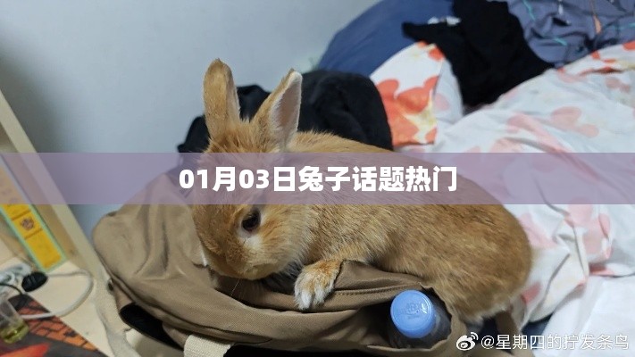 兔子話題熱議，聚焦最新動(dòng)態(tài)