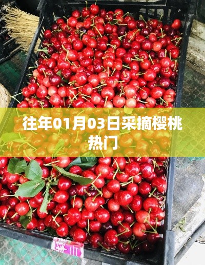 櫻桃采摘高峰，歷年一月初的盛況