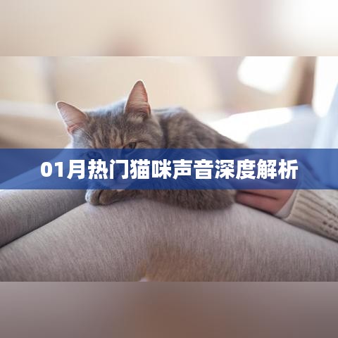 最新貓咪聲音解析，一月熱門喵聲探秘