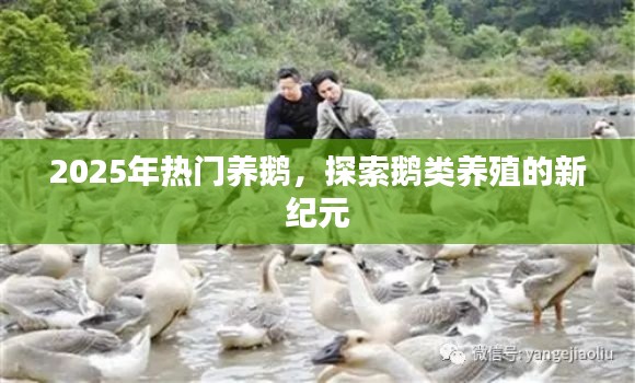 探索鵝類養(yǎng)殖新紀(jì)元，為何選擇養(yǎng)鵝成為熱門選擇？