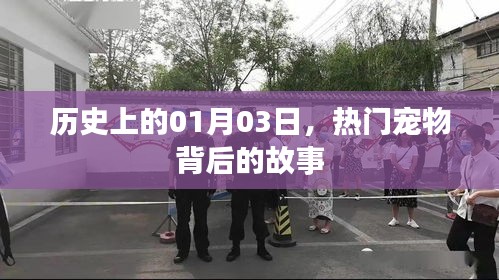 熱門(mén)寵物背后的故事，歷史上的1月3日揭秘