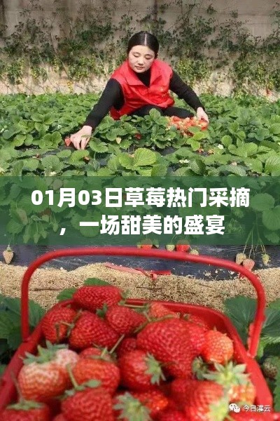 草莓盛宴，冬日采摘樂(lè)趣，盡享甜美時(shí)光